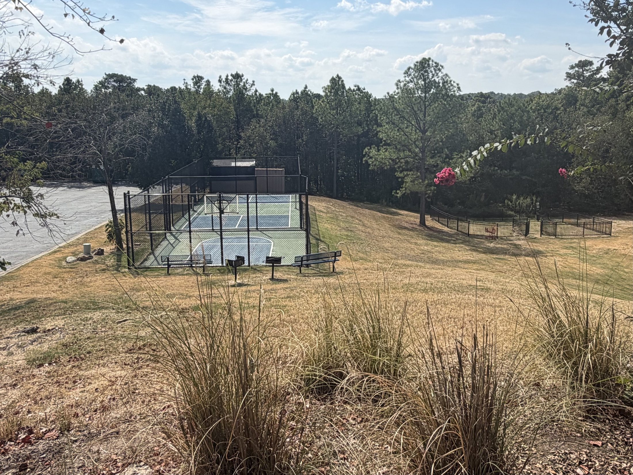 Before: the sport court surrounded by dry grass and overgrown planting